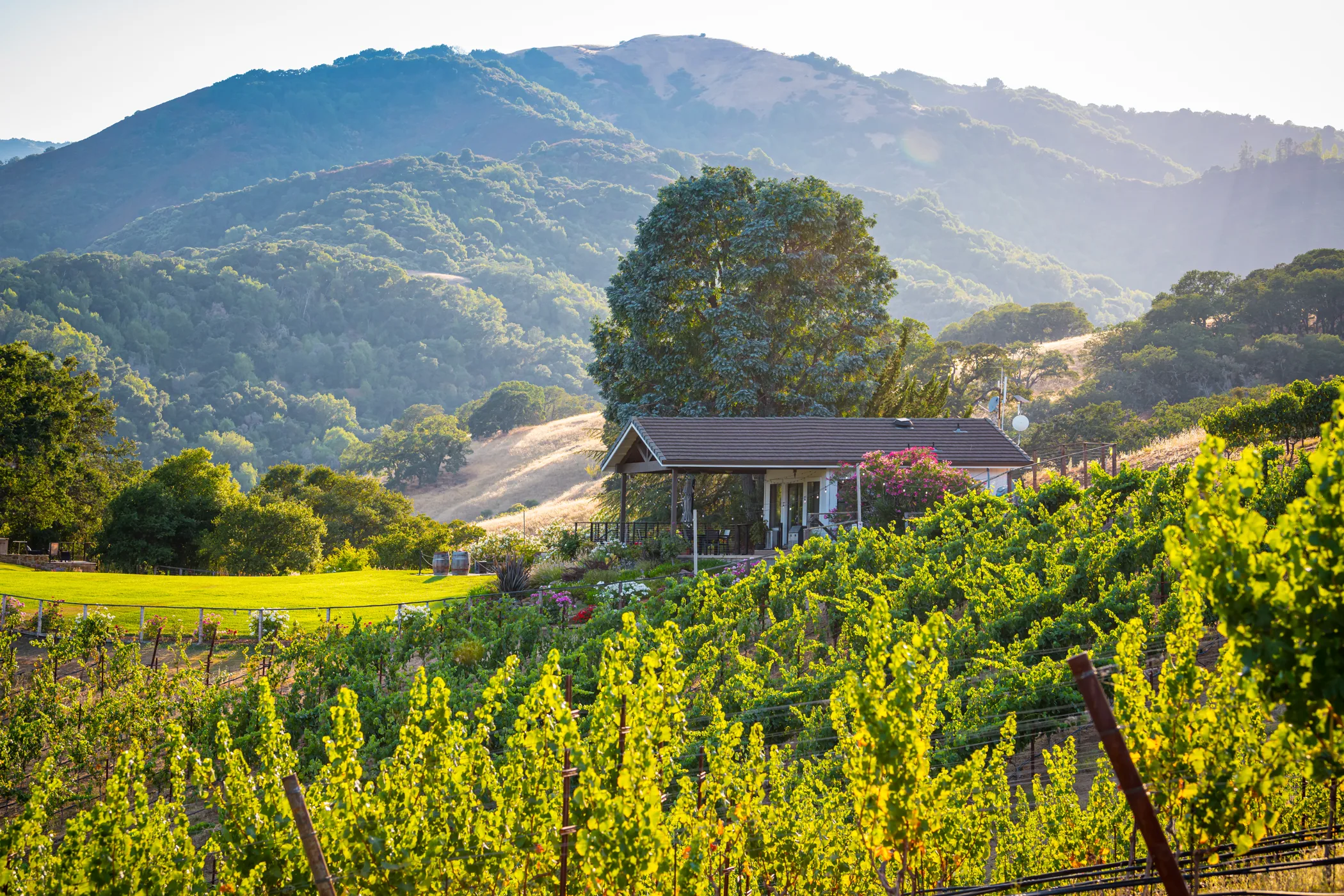 Sun shining over the Alamitos Vineyards and Estate