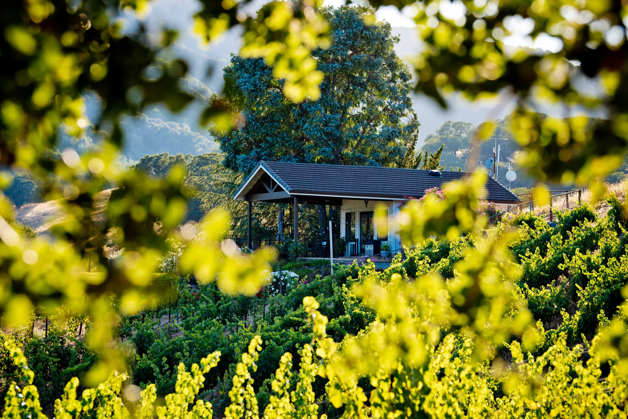 View through the trees at Alamitos Vineyards