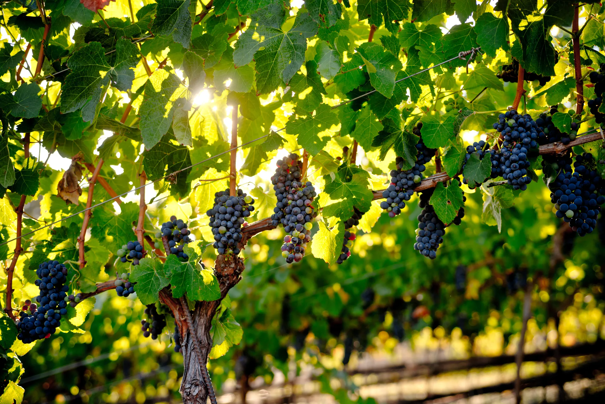 Grape clusters on the vine