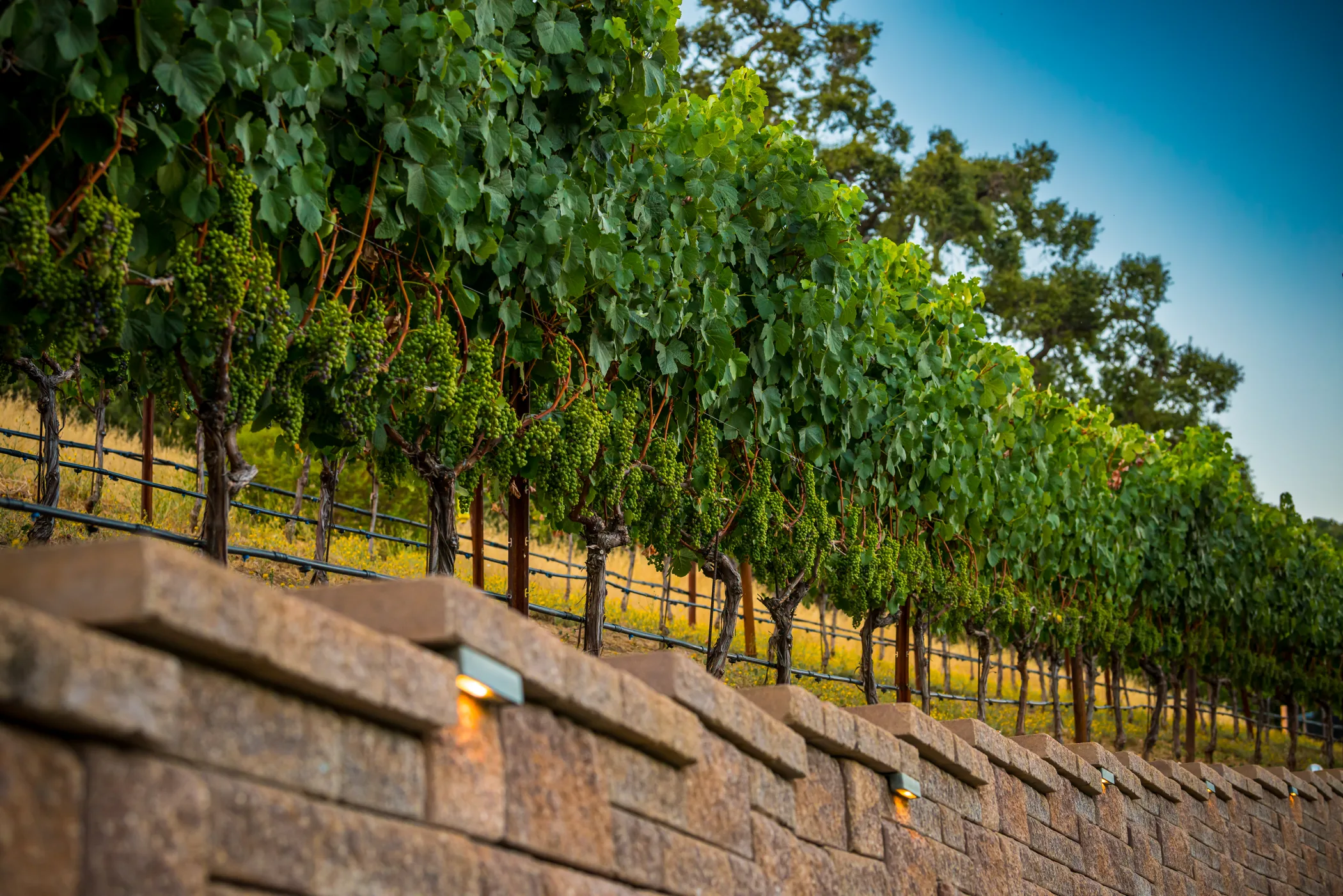 Brick wall outside of Alamitos Vineyards