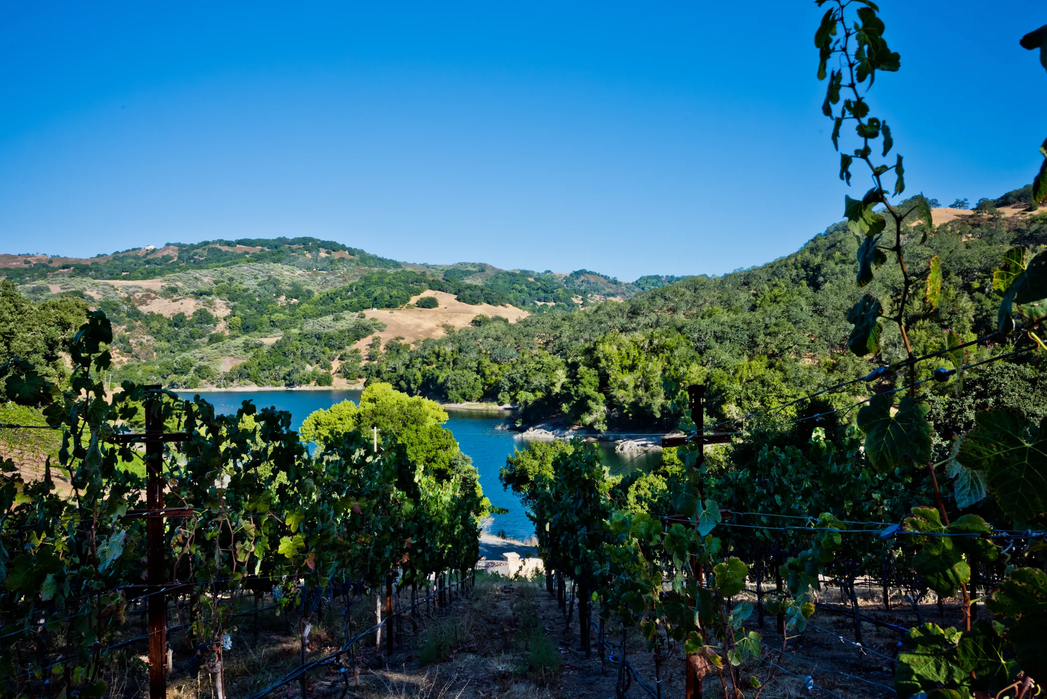 View of Alamitos Vineyards and the Almaden Reservoir