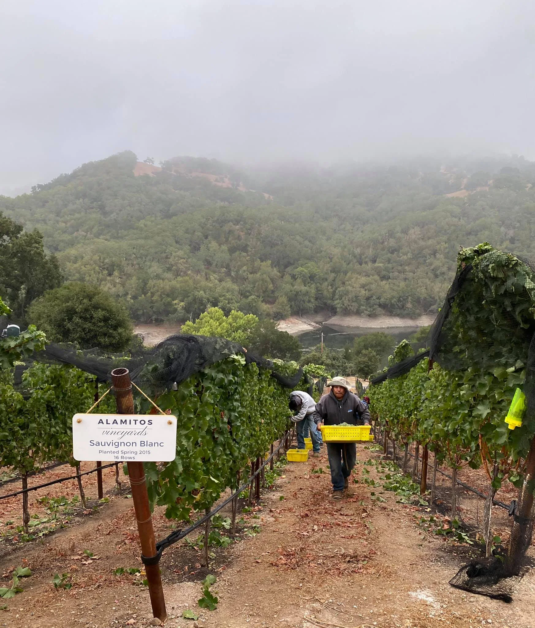 Harvesting Alamitos Vineyards in the fog