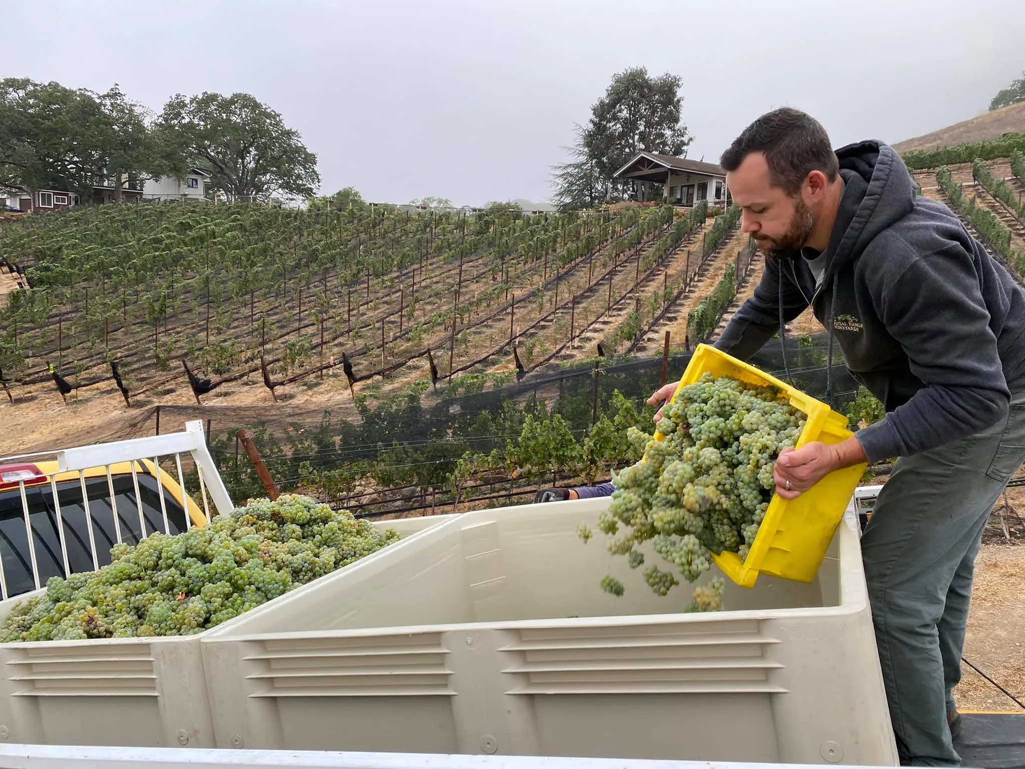 Harvest at Alamitos Vineyards