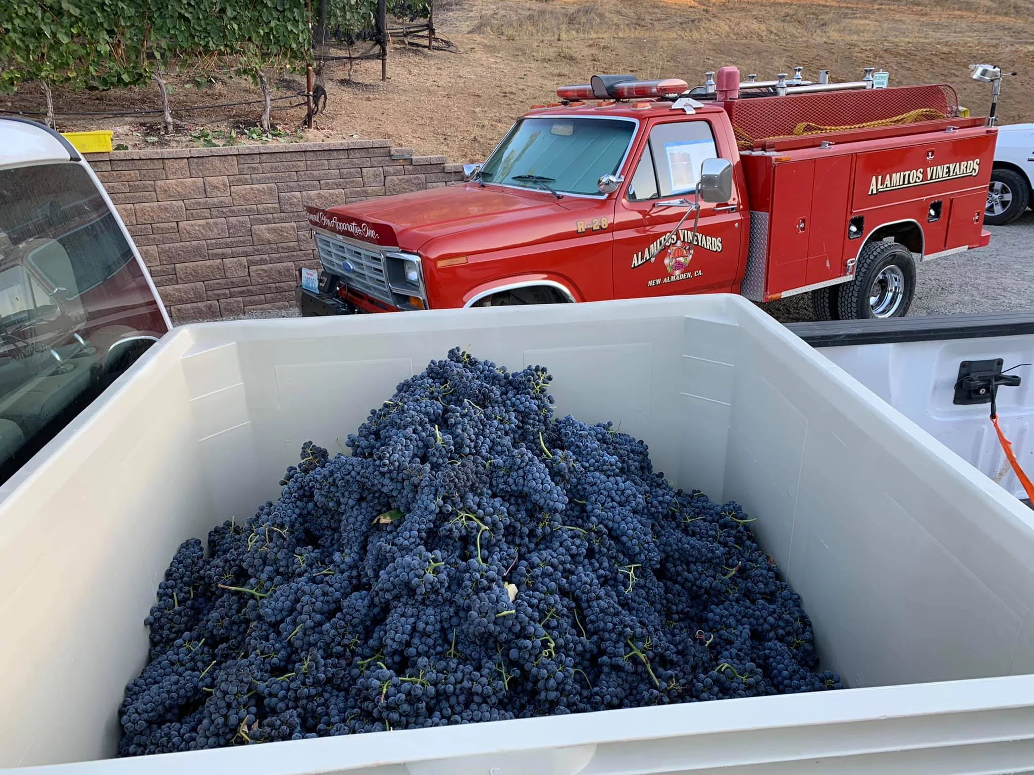 Harvested grapes in a large container