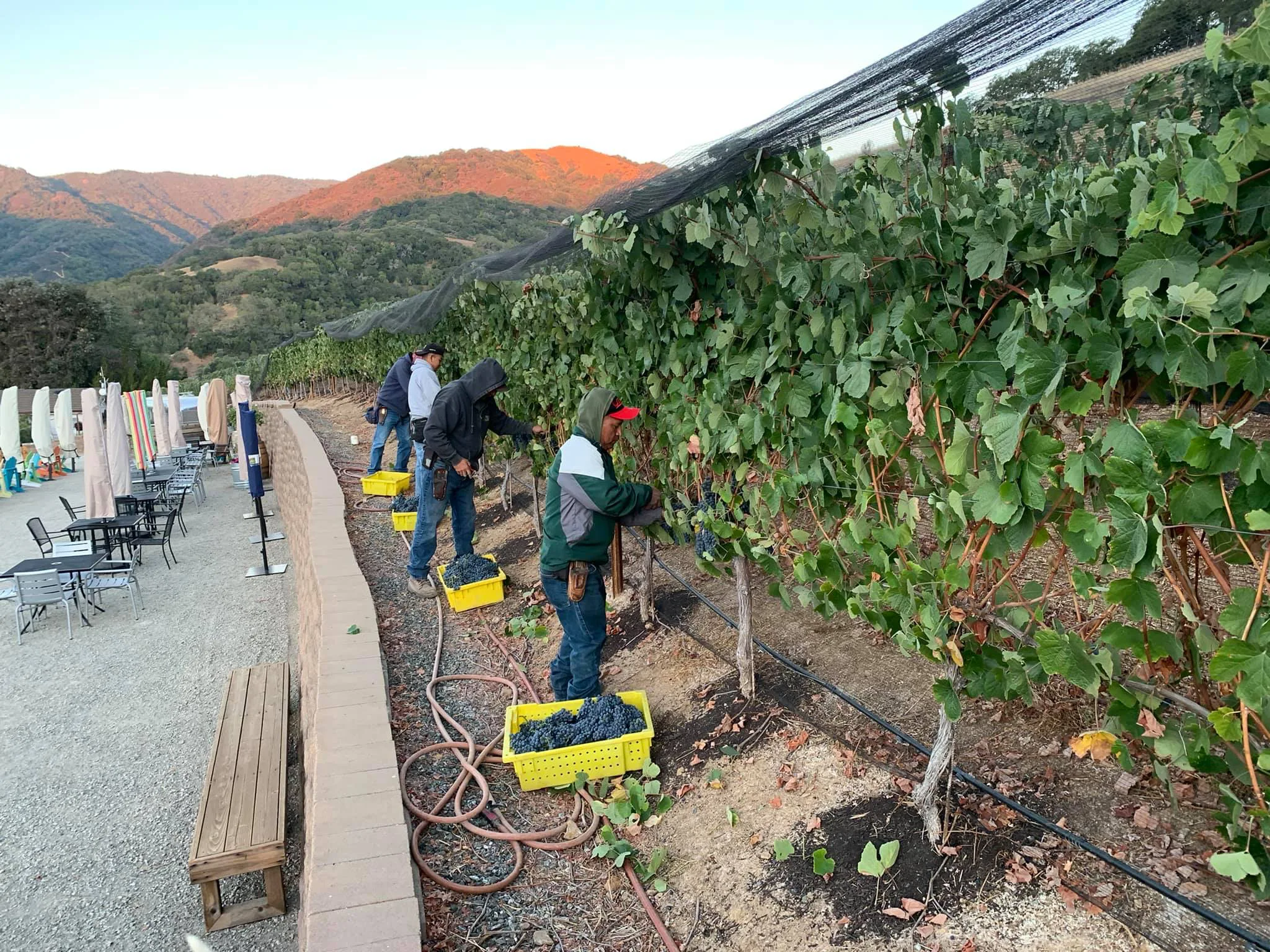 The team harvesting wine grapes at Alamitos Vineyards