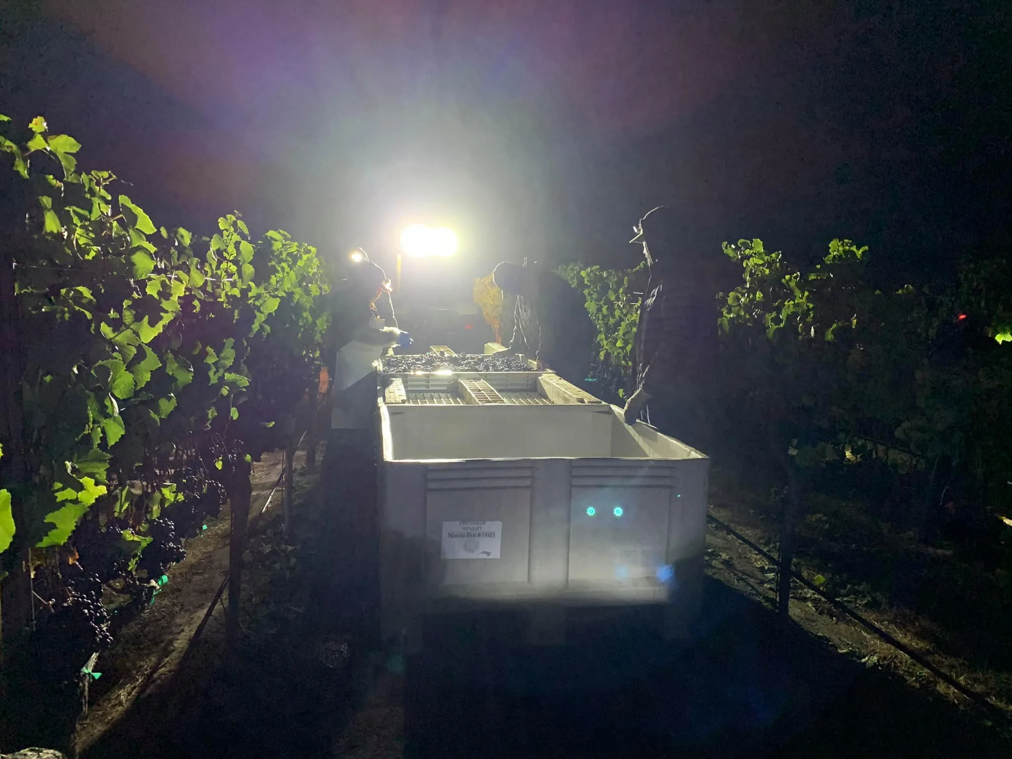 Nighttime harvest at Alamitos Vineyards