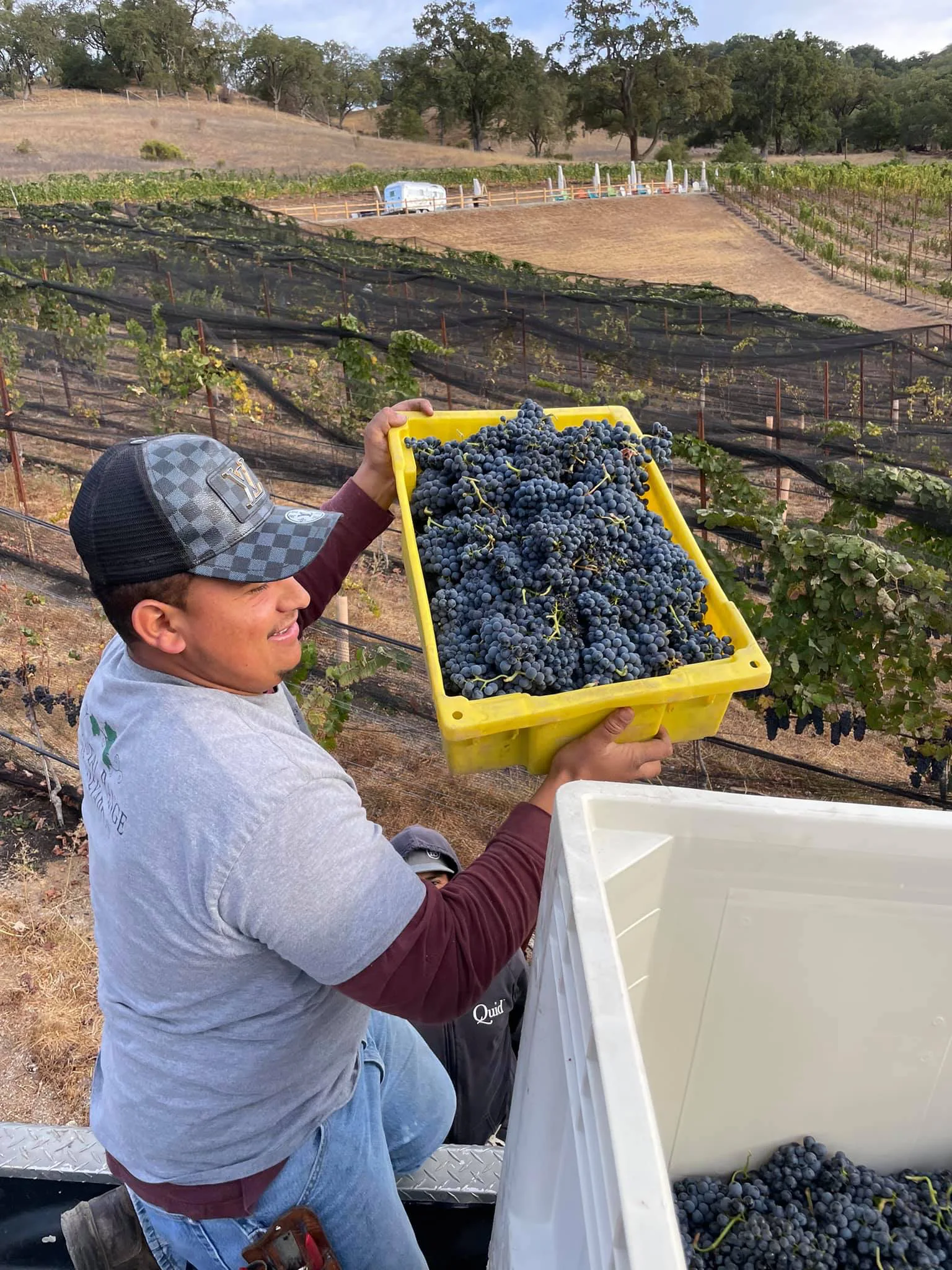 Transferring harvested grapes to a larger container