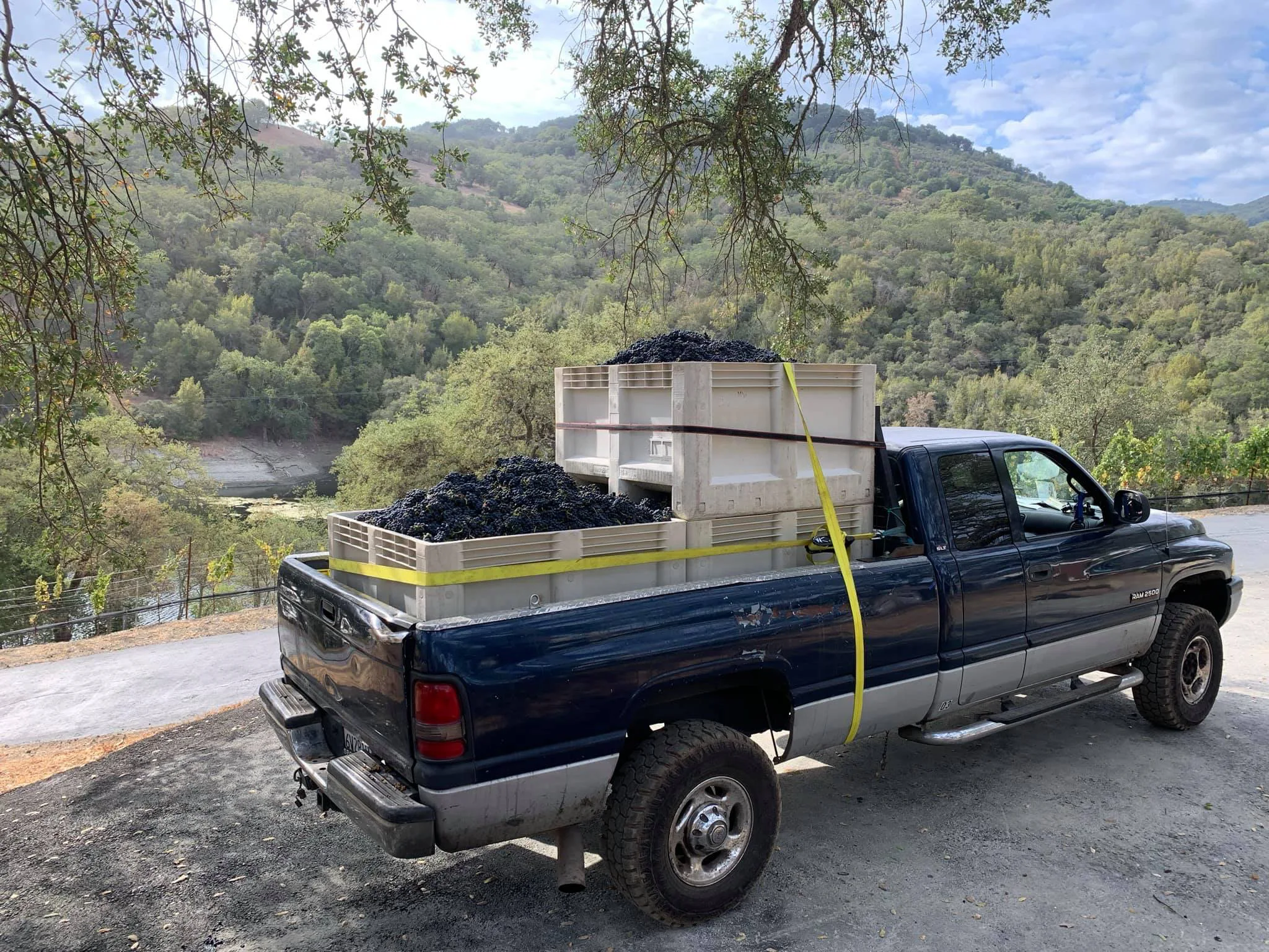 Truck loaded with harvested wine grapes